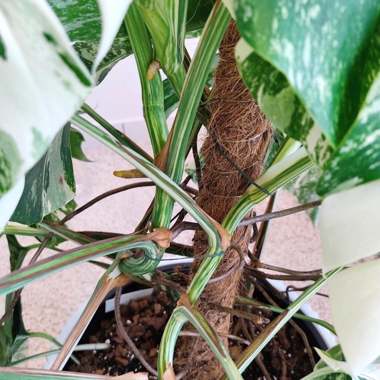 Monstera dziurawa (Monstera deliciosa 'Variegata') komplet z doniczką