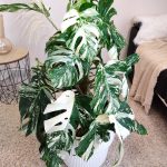 Monstera dziurawa (Monstera deliciosa 'Variegata') komplet z doniczką