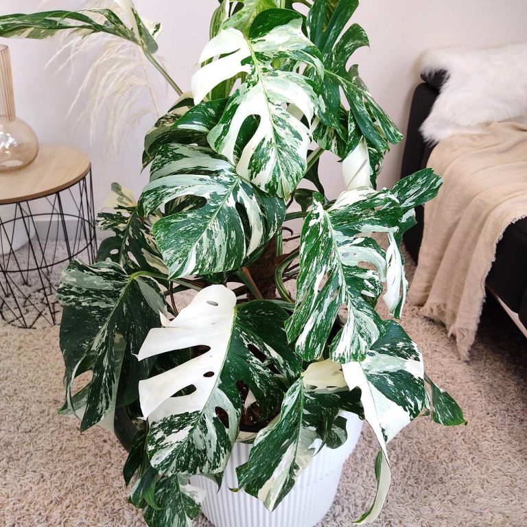 Monstera dziurawa (Monstera deliciosa 'Variegata') komplet z doniczką