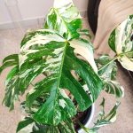 Monstera dziurawa (Monstera deliciosa 'Variegata') komplet z doniczką