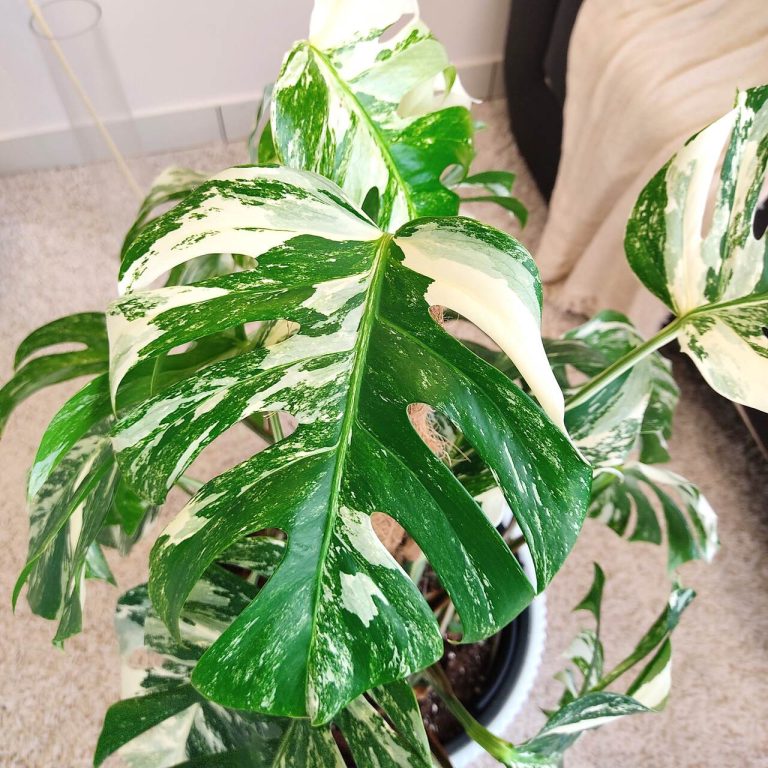 Monstera dziurawa (Monstera deliciosa 'Variegata') komplet z doniczką