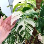 Monstera dziurawa (Monstera deliciosa 'Variegata') komplet z doniczką