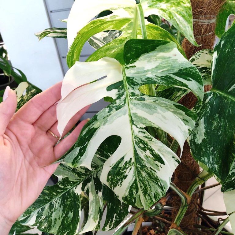 Monstera dziurawa (Monstera deliciosa 'Variegata') komplet z doniczką