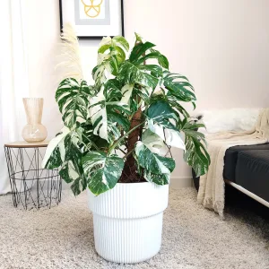 Monstera dziurawa (Monstera deliciosa 'Variegata') komplet z doniczką