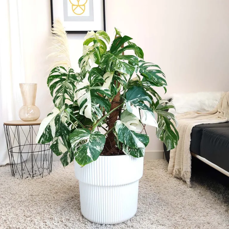 Monstera dziurawa (Monstera deliciosa 'Variegata') komplet z doniczką