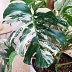 Monstera dziurawa (Monstera deliciosa 'Variegata') komplet z doniczką