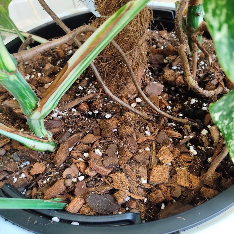 Monstera dziurawa (Monstera deliciosa 'Variegata') komplet z doniczką