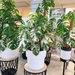 Monstera dziurawa (Monstera deliciosa 'Variegata') komplet z doniczką