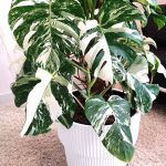 Monstera dziurawa (Monstera deliciosa 'Variegata') komplet z doniczką