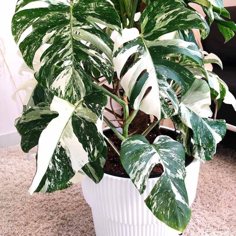 Monstera dziurawa (Monstera deliciosa 'Variegata') komplet z doniczką