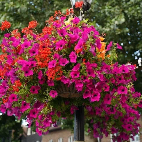 Nawóz długodziałający osmocote uniwersalny  300g