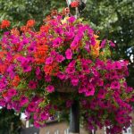 Nawóz do roślin balkonowych - burza kwiatów