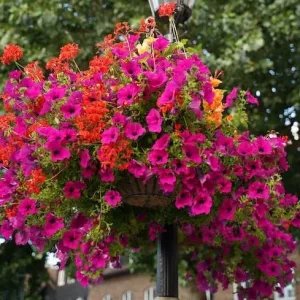 Nawóz do roślin balkonowych - burza kwiatów