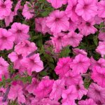 Nawóz do roślin balkonowych - burza kwiatów