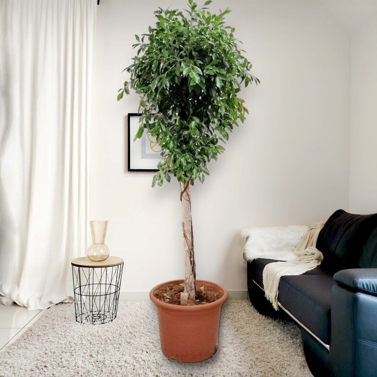 Fikus tępy (Ficus microcarpa 'Nitida') 230cm