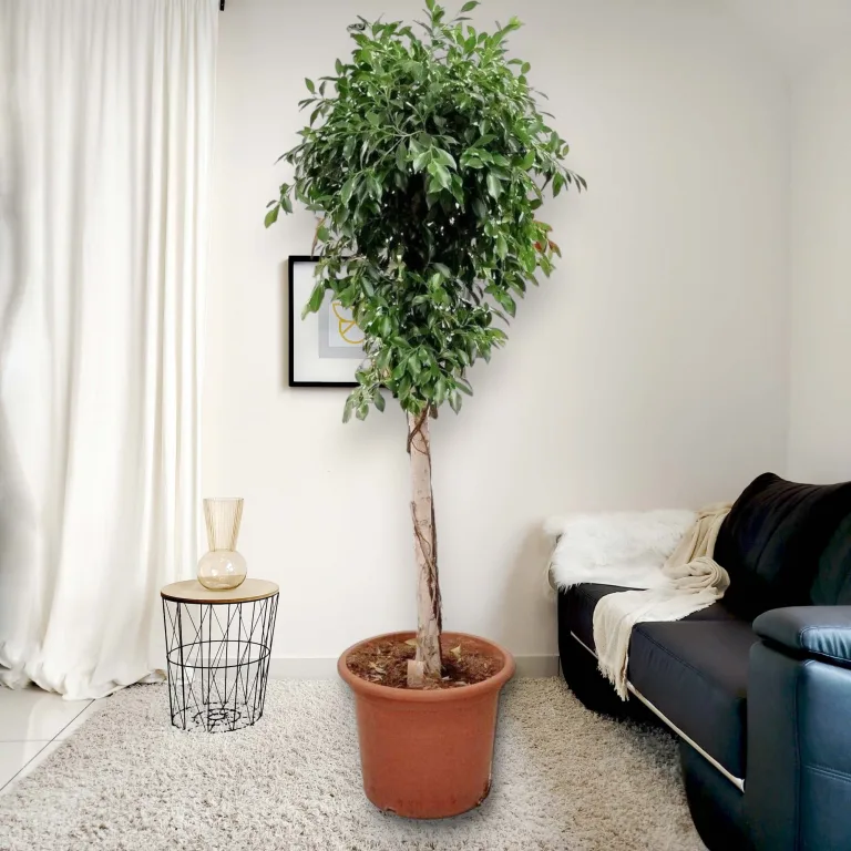 Fikus tępy (Ficus microcarpa 'Nitida') 230cm