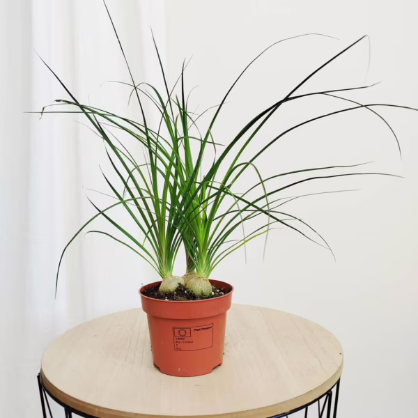 Nolina stopa słonia (Nolina recurvata) 30-40cm