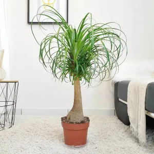 Nolina stopa słonia ( Nolina recurvata) 80cm