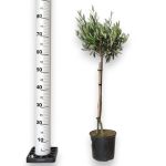 Oliwka europejska (Olea europaea) 85cm