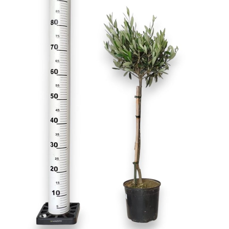 Oliwka europejska (Olea europaea) 85cm