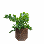 Osłonka ceramiczna Levi ciemny zielony 14cm