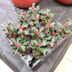 Ostrokrzew kolczasty świąteczna roślina (Ilex aquifolium) 13cm