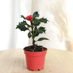 Ostrokrzew kolczasty świąteczna roślina (Ilex aquifolium) 13cm