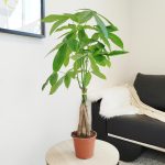 Pachira wodna (Pachira aquatica) 70cm