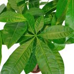 Pachira wodna (Pachira aquatica) 85cm