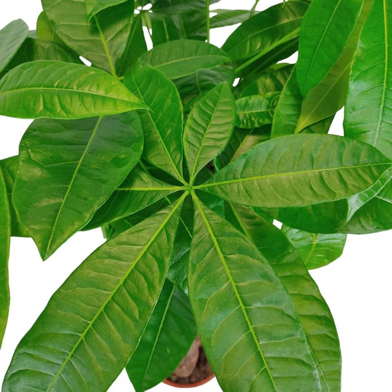 Pachira wodna (Pachira aquatica) 85cm