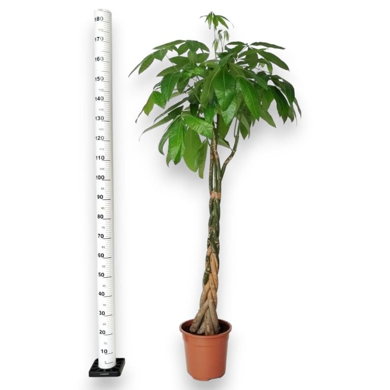 Pachira wodna (Pachira aquatica) 175cm