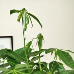 Pachira wodna (Pachira aquatica) 175cm