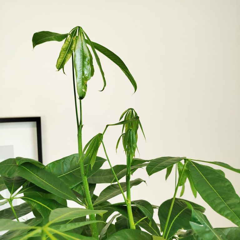 Pachira wodna (Pachira aquatica) 175cm