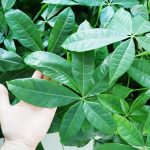 Pachira wodna (Pachira aquatica) 70cm