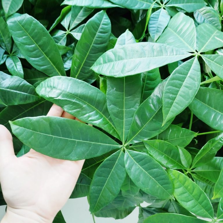 Pachira wodna (Pachira aquatica) 70cm