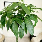 Pachira wodna (Pachira aquatica) 175cm