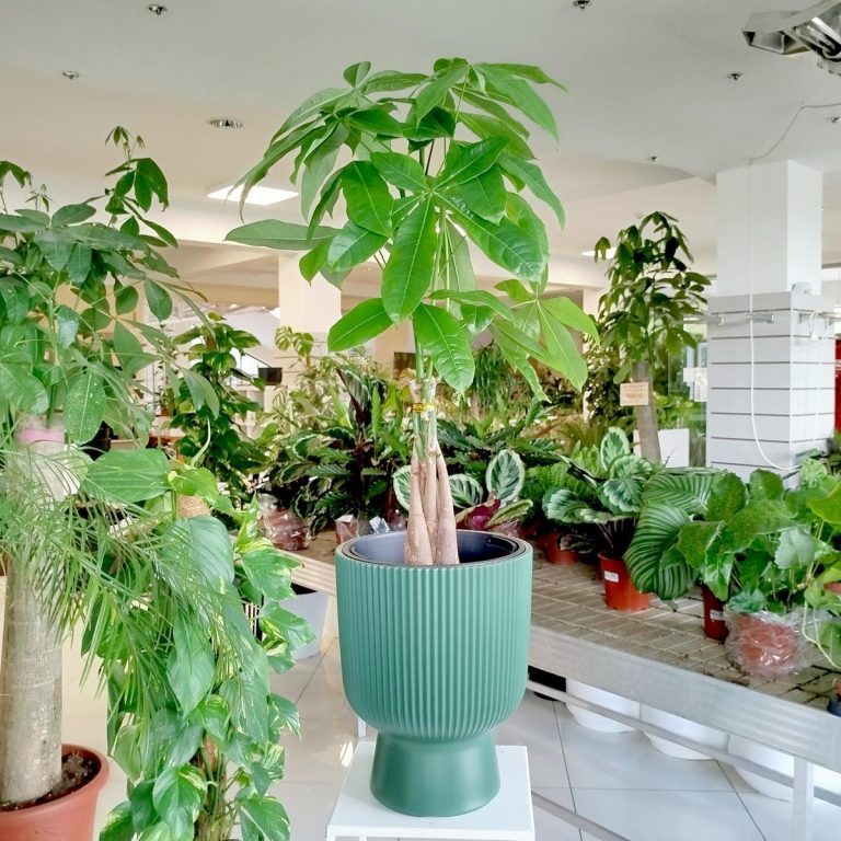 Pachira wodna (Pachira aquatica) 70cm