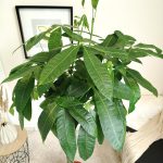 Pachira wodna (Pachira aquatica) 175cm