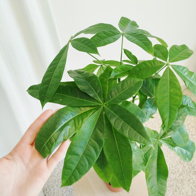 Pachira wodna (Pachira aquatica) 70cm