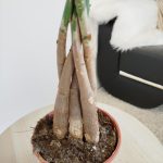 Pachira wodna (Pachira aquatica) 70cm