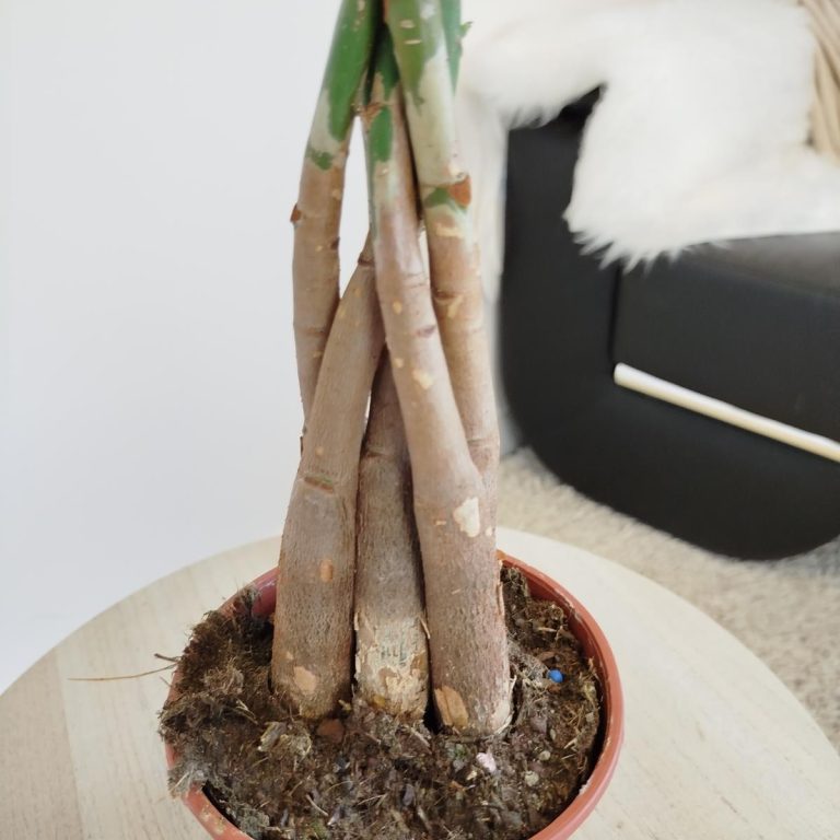 Pachira wodna (Pachira aquatica) 70cm