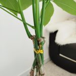 Pachira wodna (Pachira aquatica) 70cm