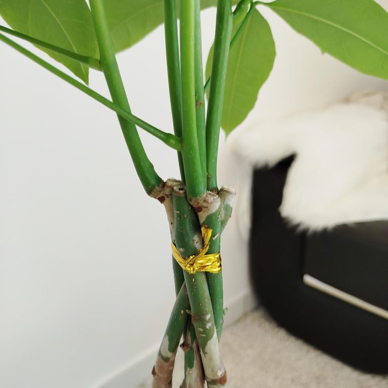 Pachira wodna (Pachira aquatica) 70cm