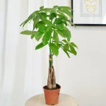 Pachira wodna (Pachira aquatica) 70cm