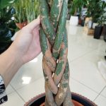 Pachira wodna (Pachira aquatica) 175cm