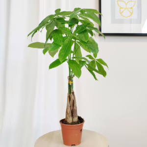 Pachira wodna (Pachira aquatica) 70cm