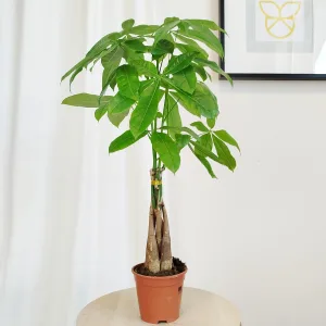 Pachira wodna (Pachira aquatica) 70cm