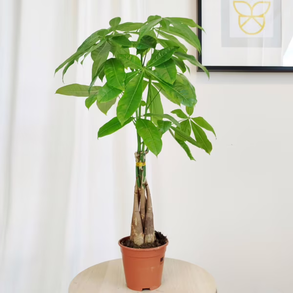 Pachira wodna (Pachira aquatica) 65-75cm