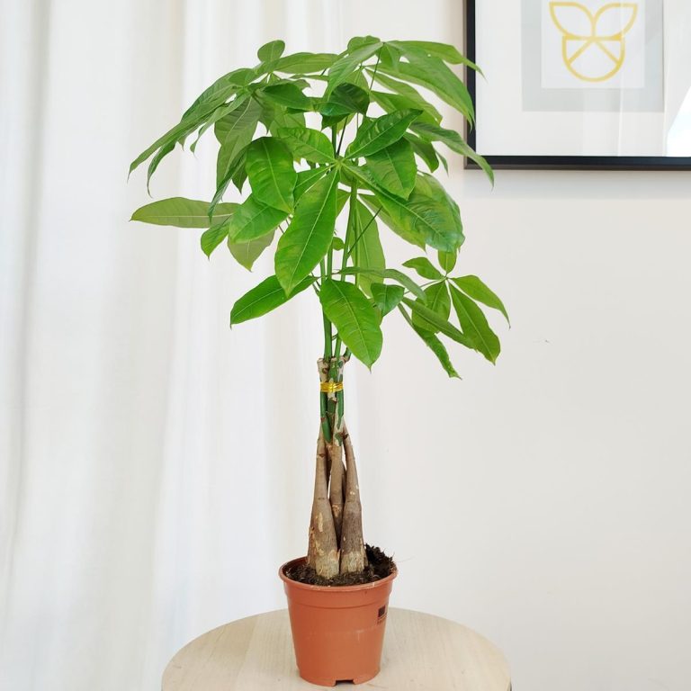 Pachira wodna (Pachira aquatica) 70cm