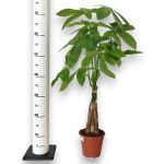 Pachira wodna (Pachira aquatica) 70cm